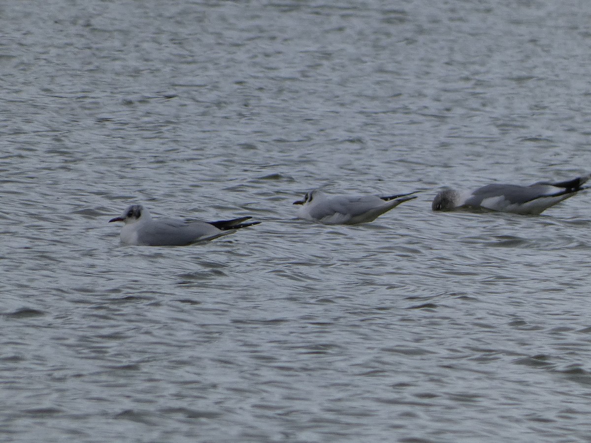 Mouette rieuse - ML614844762