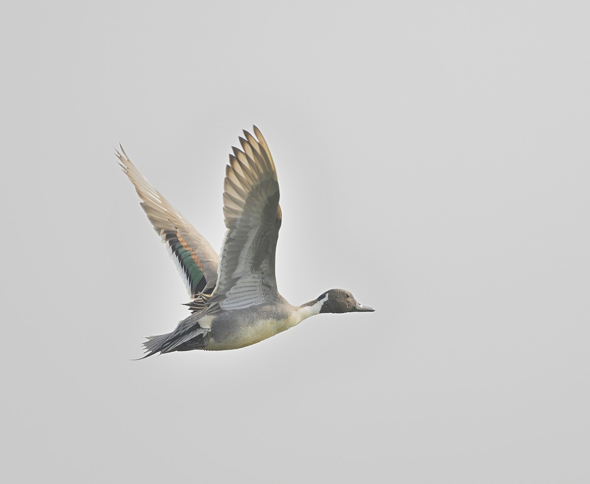 Northern Pintail - ML614844779