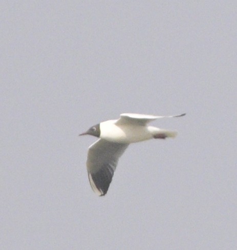 Brown-headed Gull - ML614844831