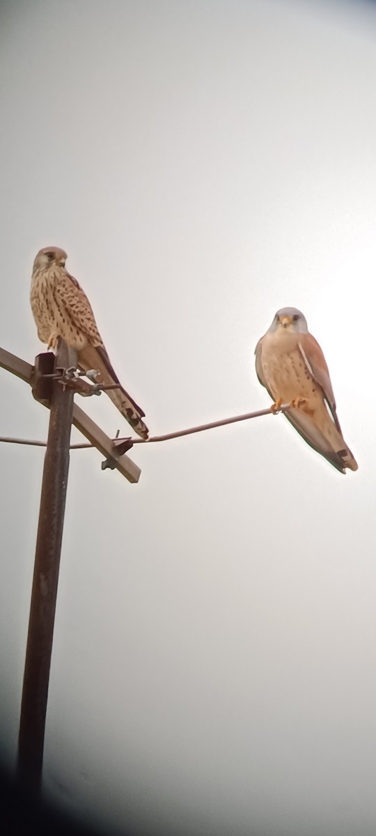 Lesser Kestrel - Arturo Pérez Acevedo