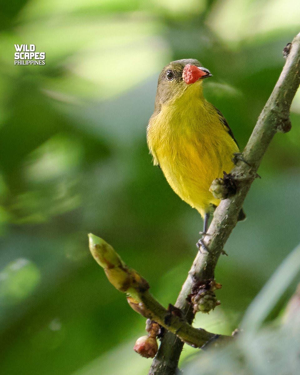 Orange-bellied Flowerpecker - Anonymous