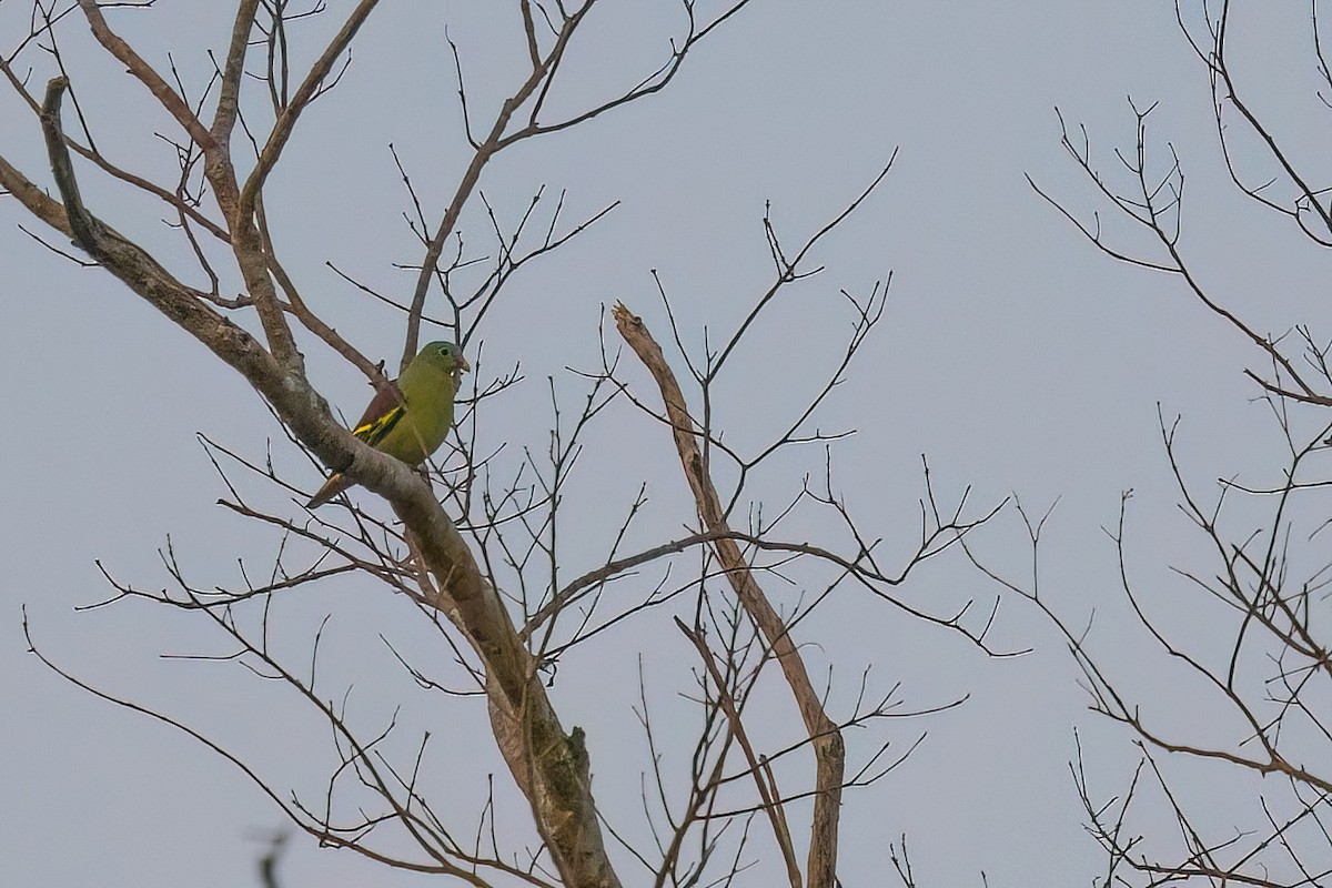 Thick-billed Green-Pigeon - ML614845041