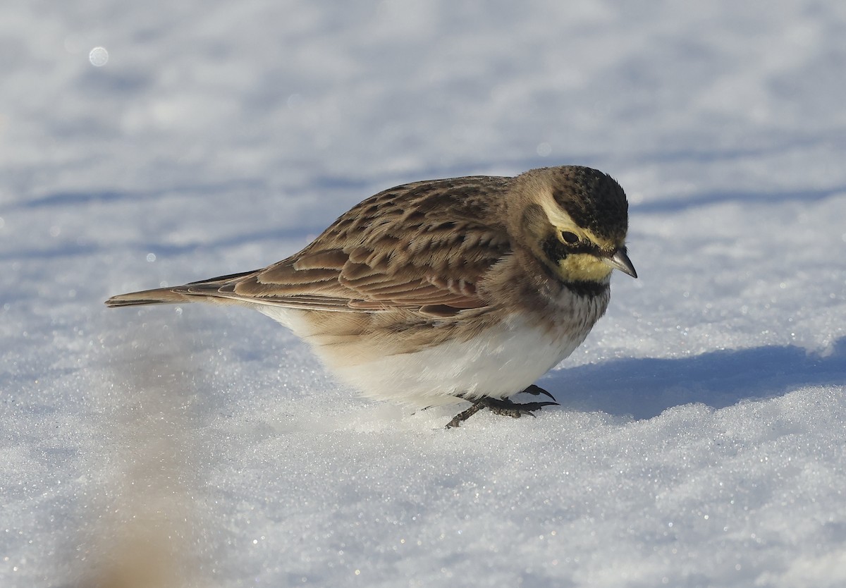 Horned Lark - ML614845046