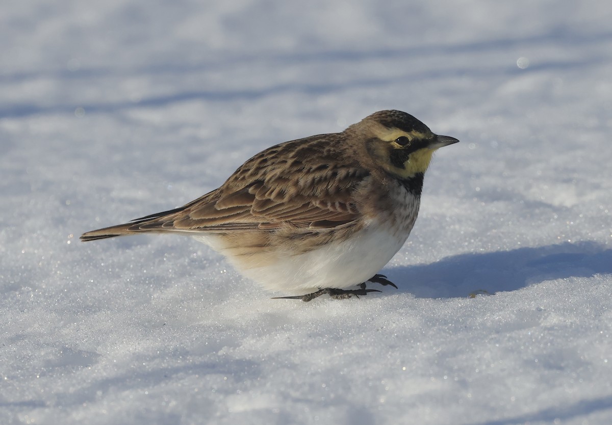 Horned Lark - ML614845047