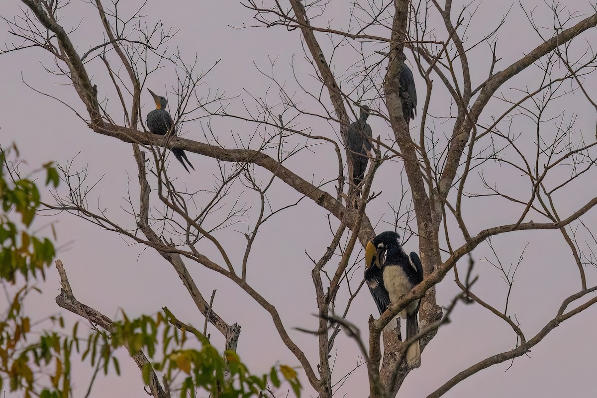 Great Slaty Woodpecker - ML614845064