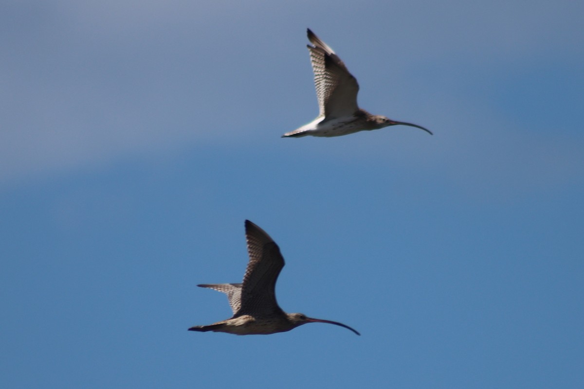 Eurasian Curlew - ML614845073