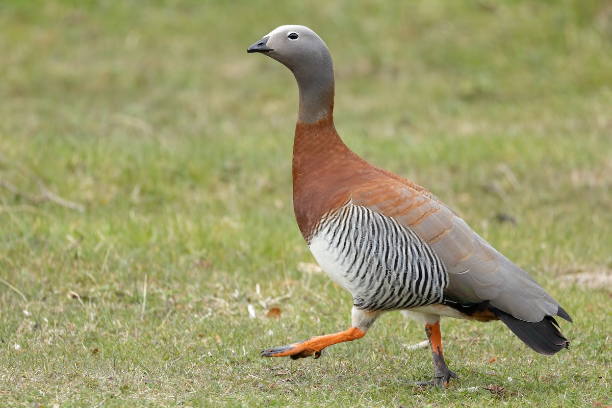 Ashy-headed Goose - ML614845075