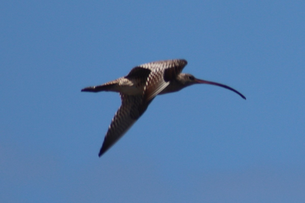 Far Eastern Curlew - ML614845079