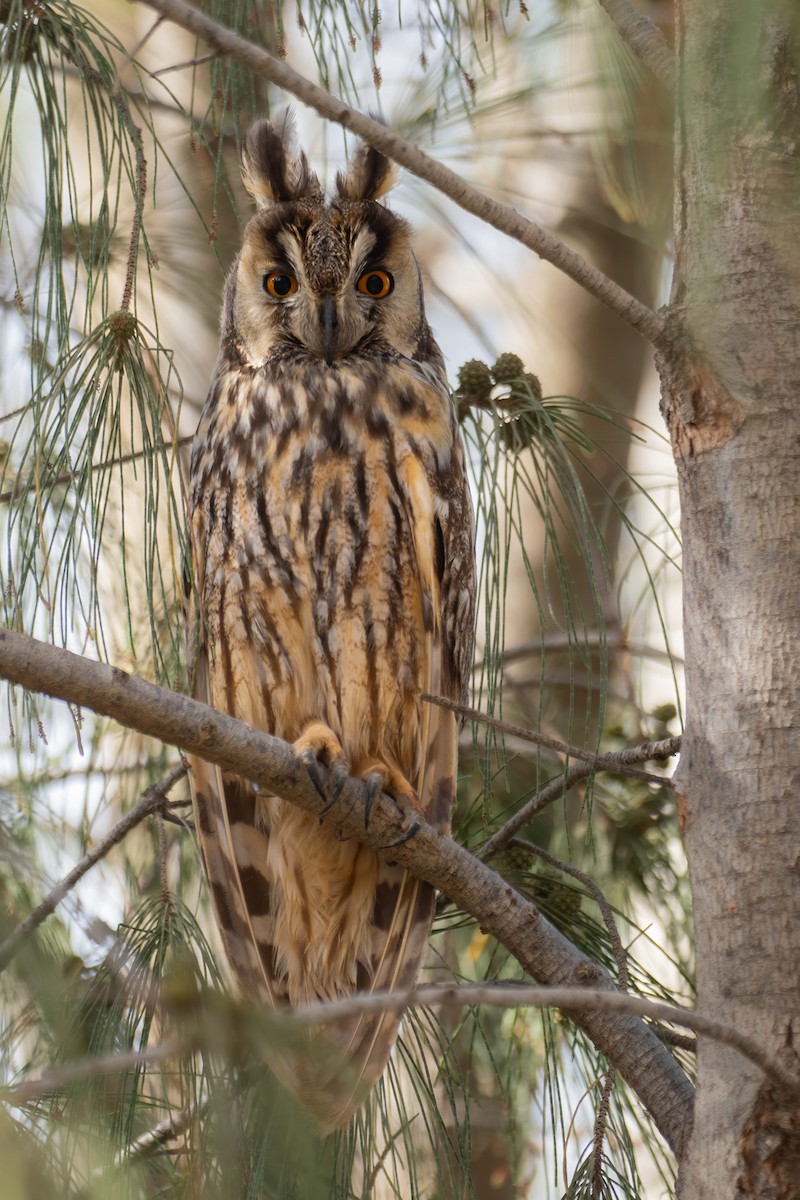 Long-eared Owl - ML614845091