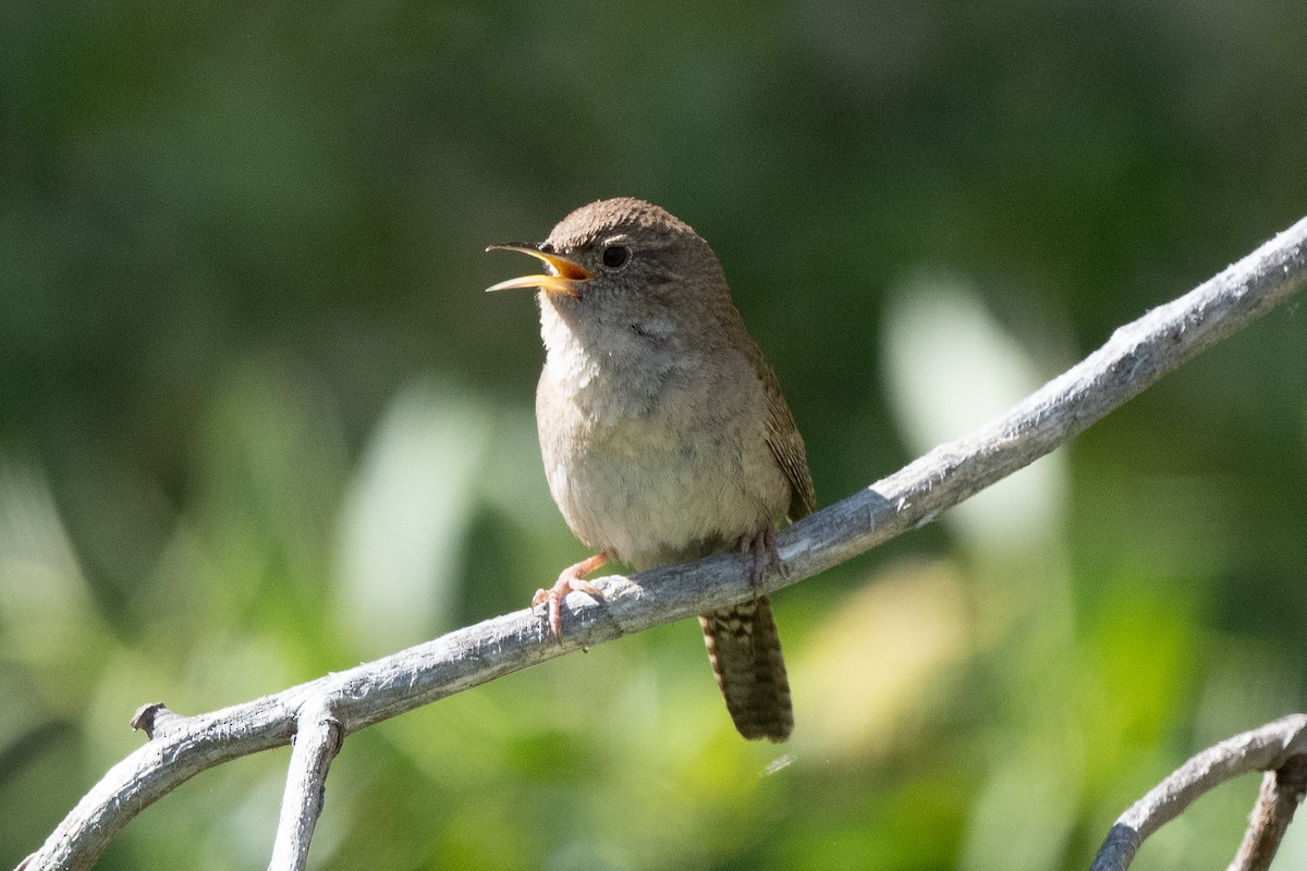 House Wren - James Castle Gaither Jr