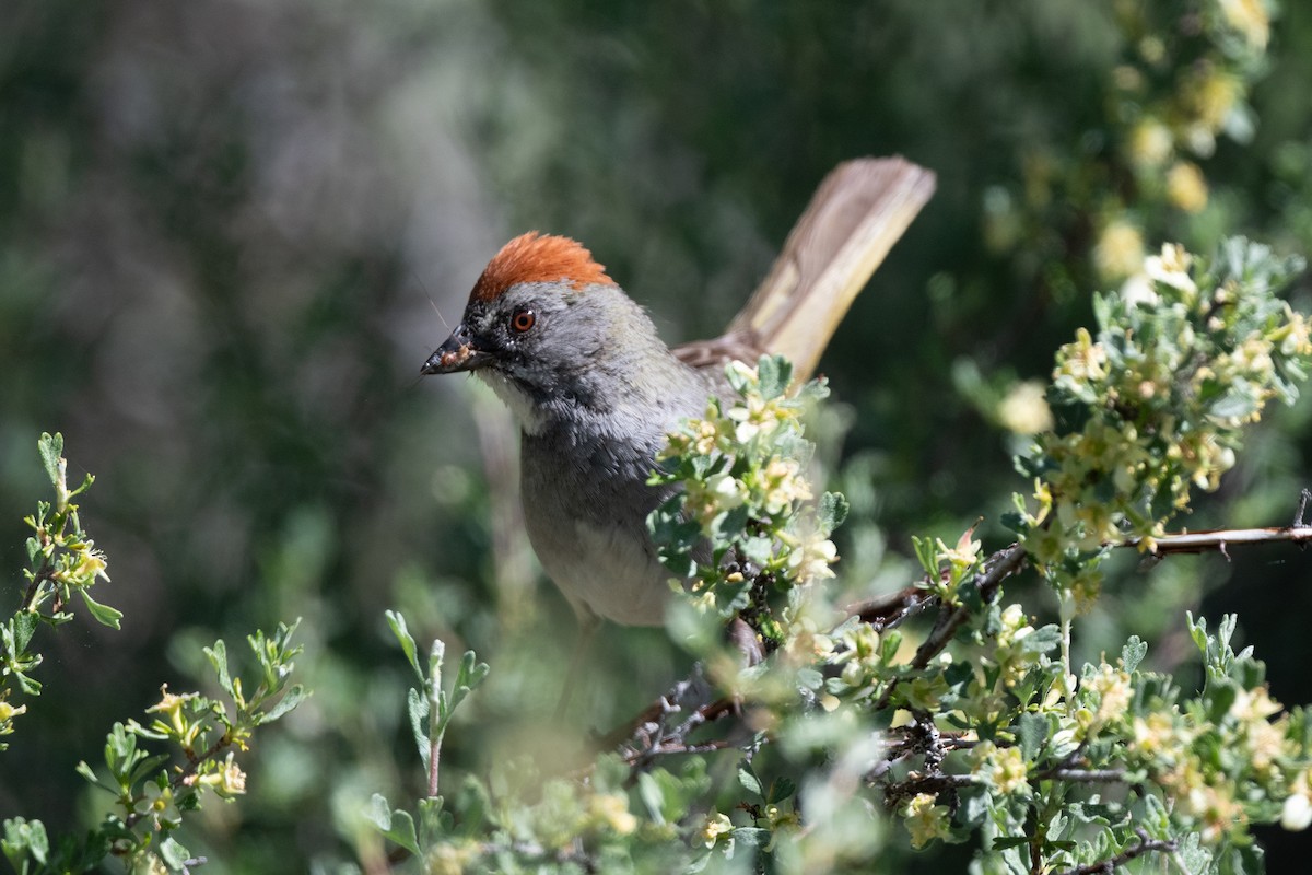 Green-tailed Towhee - James Castle Gaither Jr