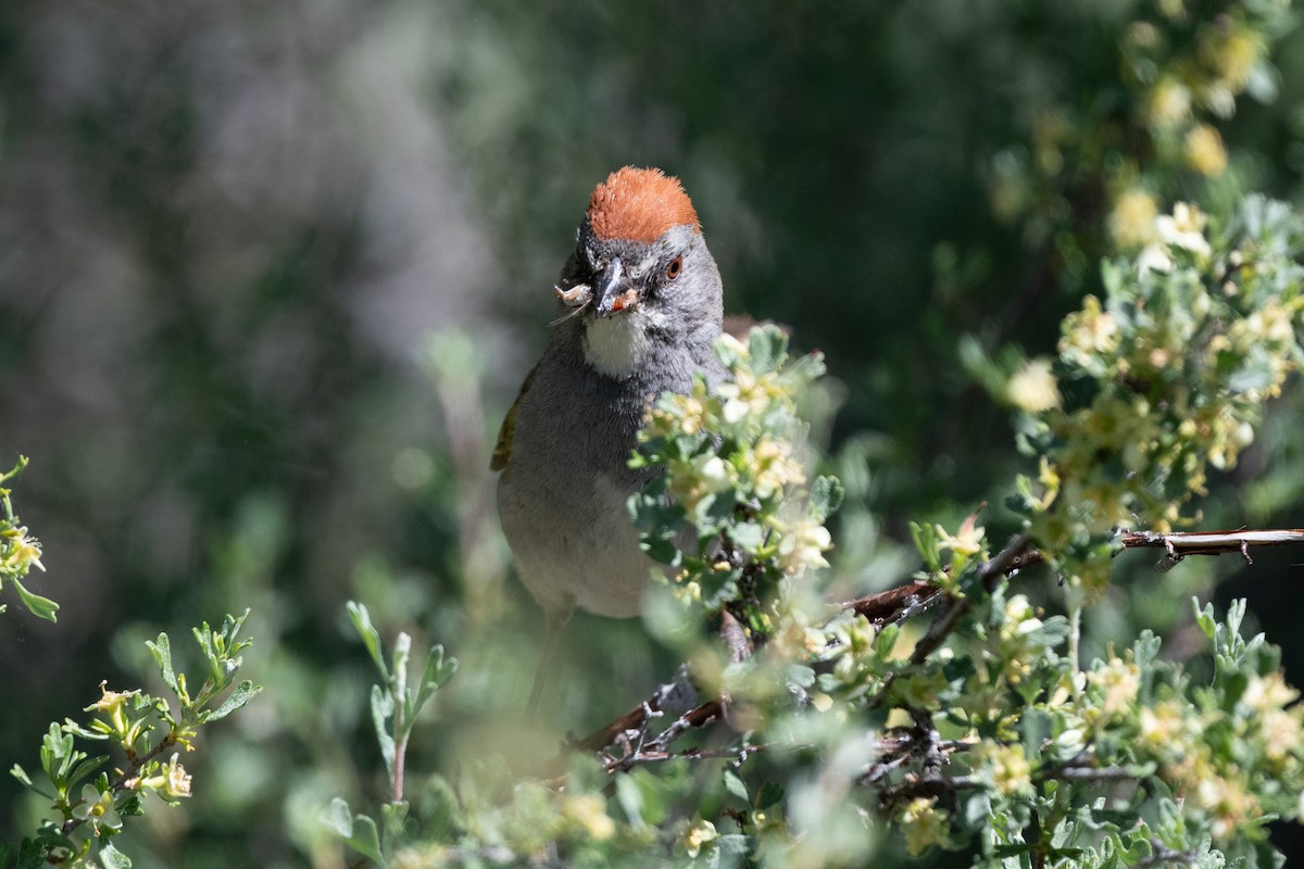 Green-tailed Towhee - James Castle Gaither Jr