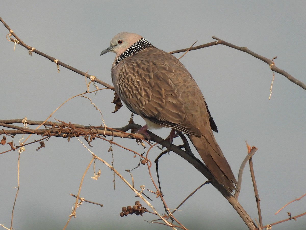 Spotted Dove - ML614845294