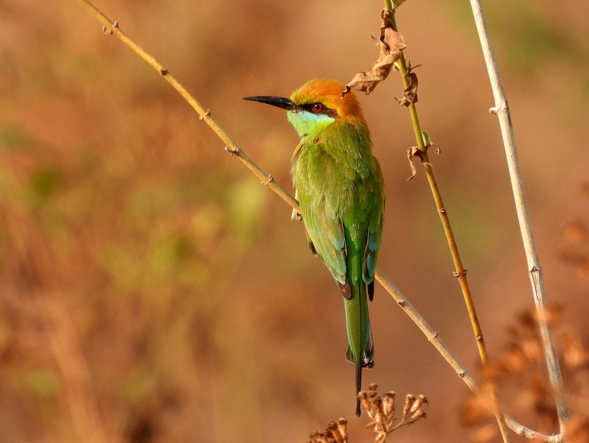 Asian Green Bee-eater - ML614845310
