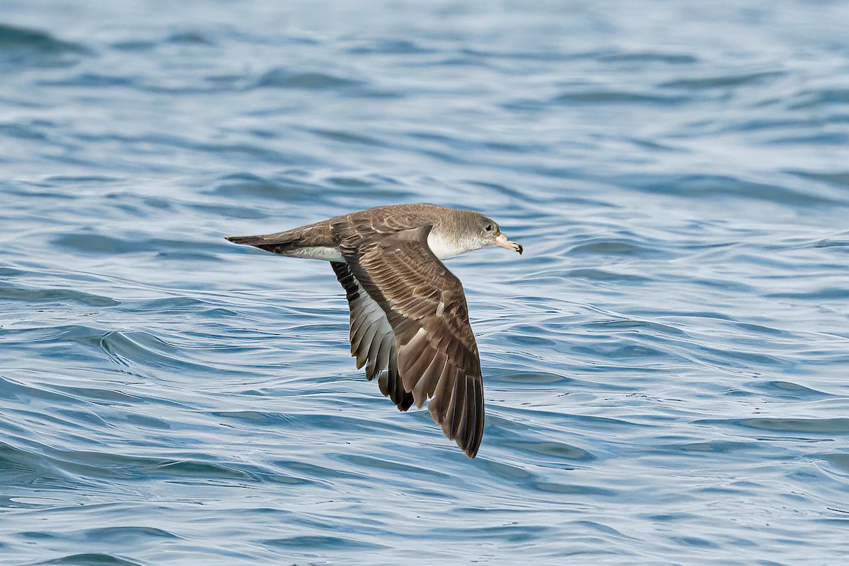 Pink-footed Shearwater - ML614845311