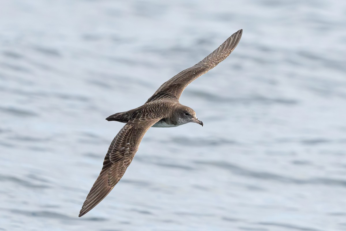 Pink-footed Shearwater - ML614845313