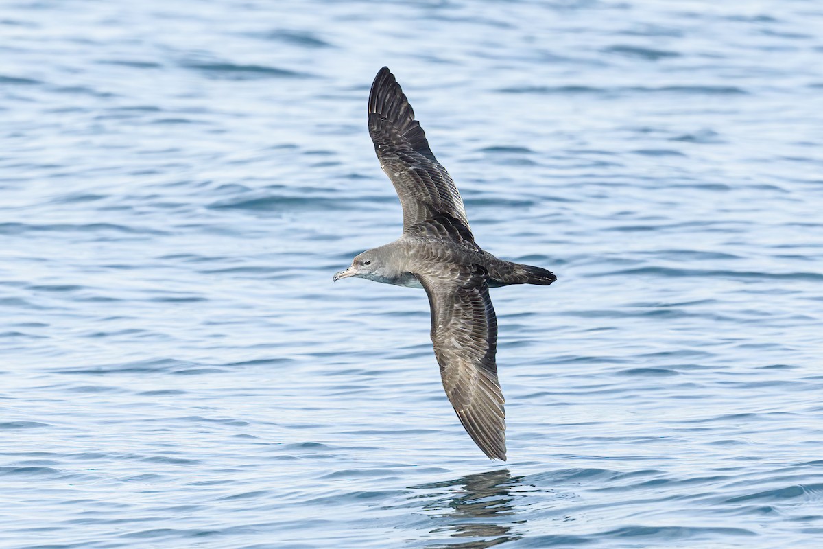 Pink-footed Shearwater - ML614845317