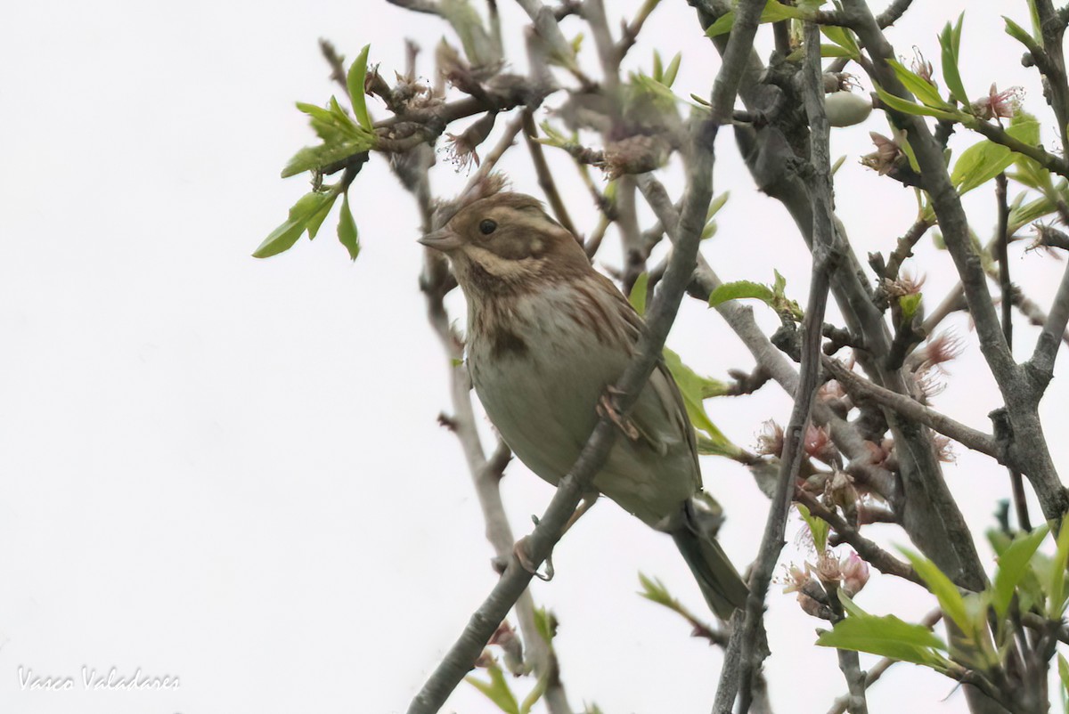 Rustic Bunting - ML614845371