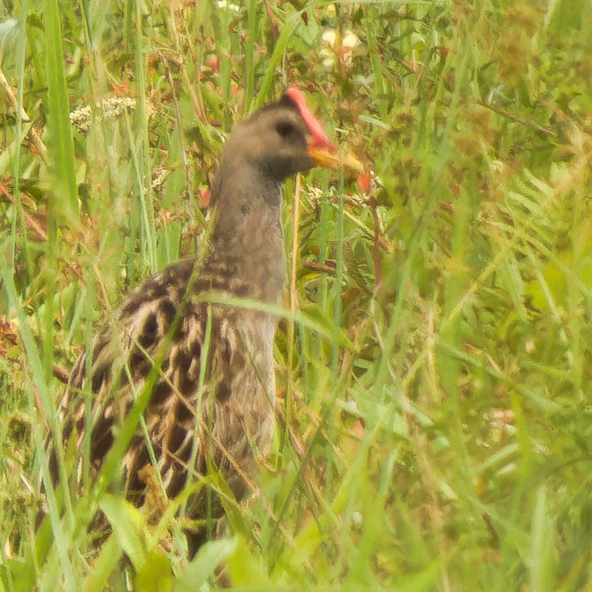 Watercock - ML614845419