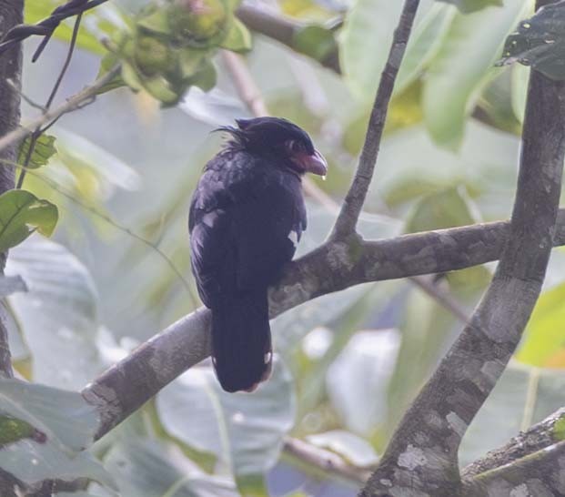 Square-tailed Drongo-Cuckoo - ML614845481