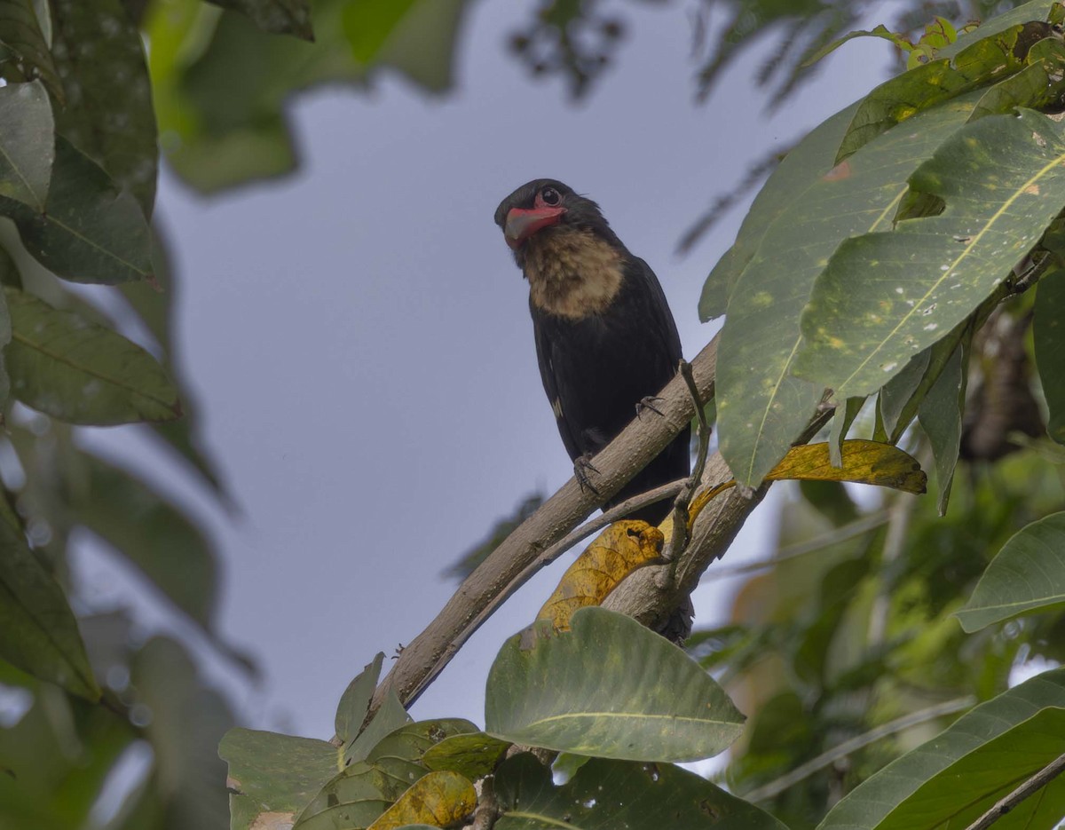 Dusky Broadbill - ML614845491