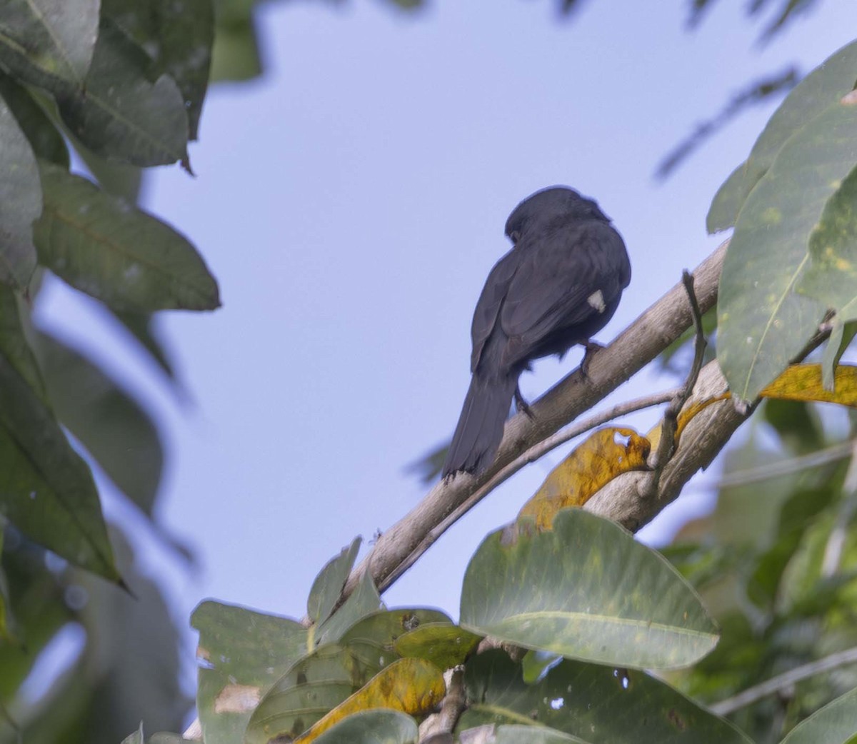 Dusky Broadbill - ML614845492