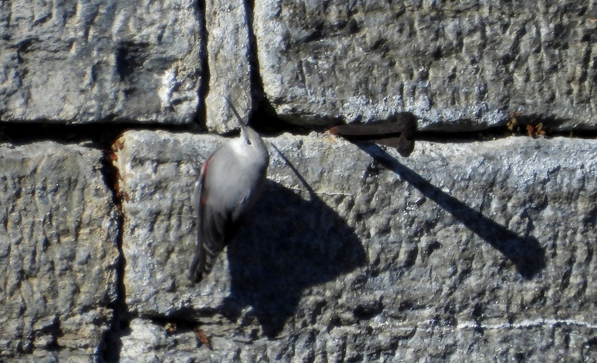 Wallcreeper - ML614845536