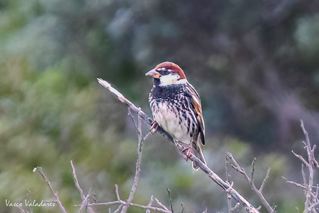 Spanish Sparrow - ML614845542