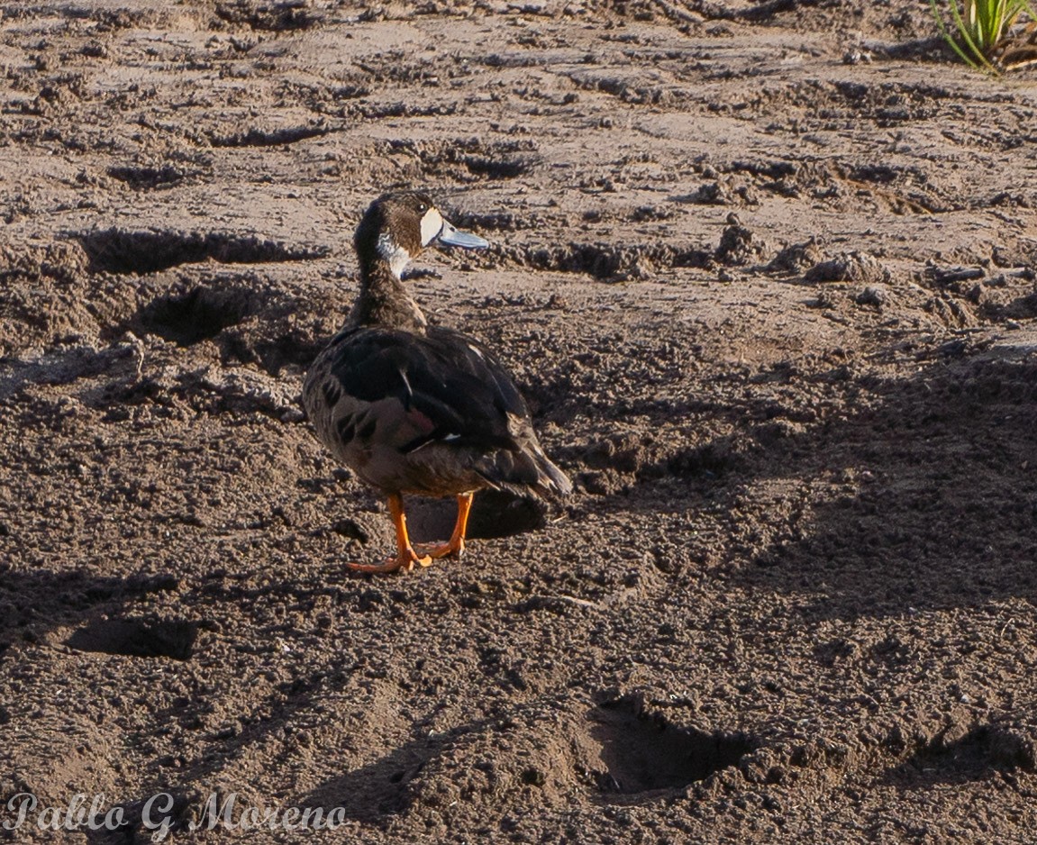 Spectacled Duck - ML614845568
