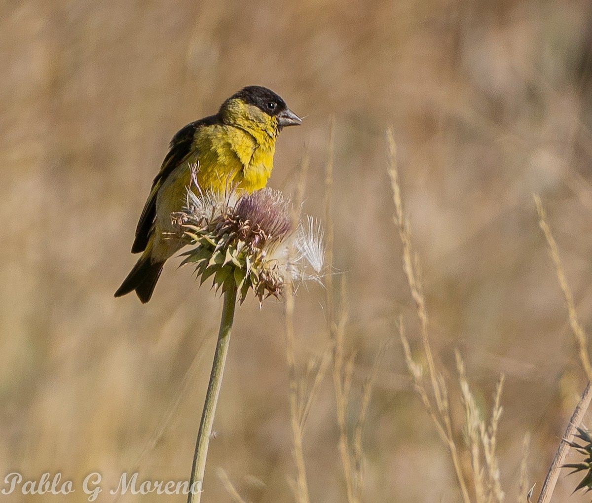 Black-chinned Siskin - ML614845573