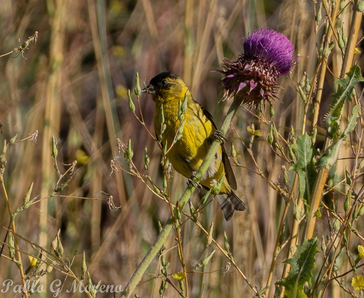 Black-chinned Siskin - ML614845574