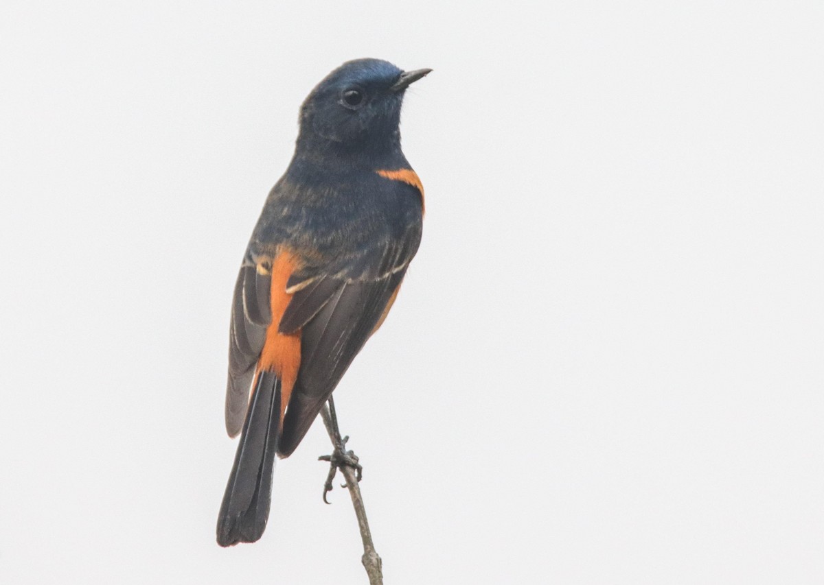 Blue-fronted Redstart - ML614845606