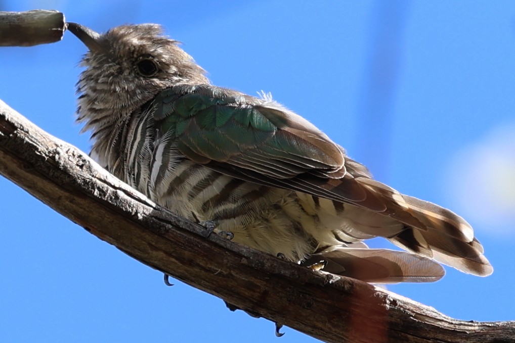 Shining Bronze-Cuckoo - ML614845646