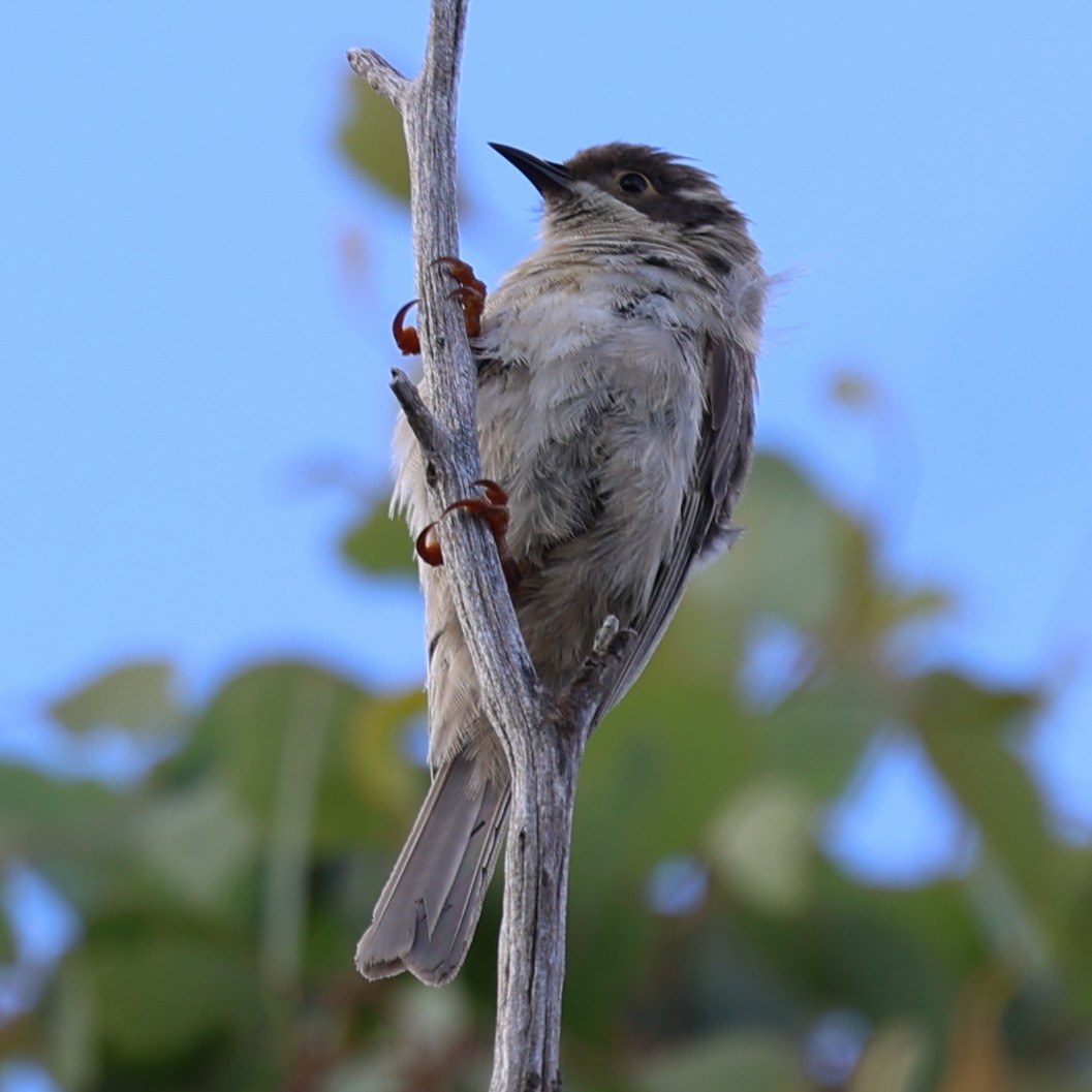 Brown-headed Honeyeater - ML614845650