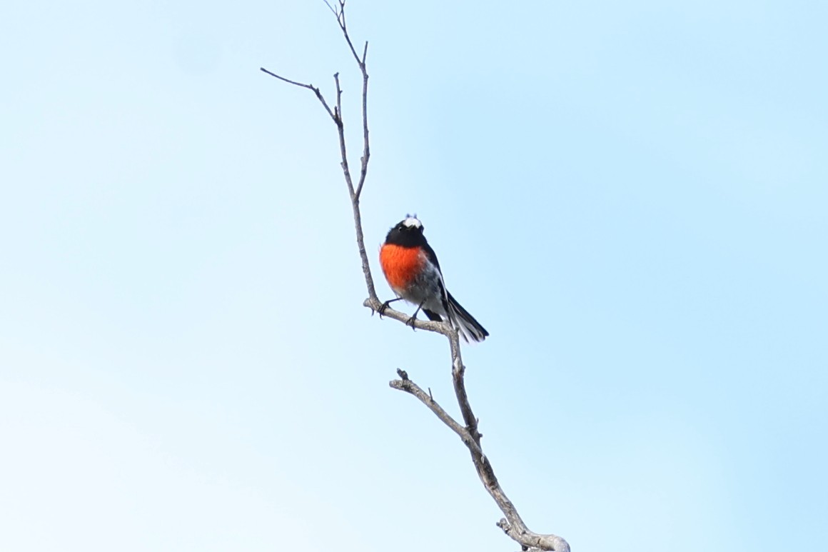 Scarlet Robin - ML614845653