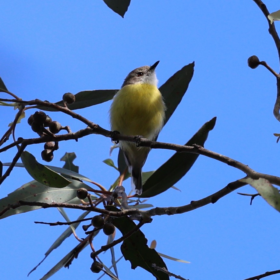 White-throated Gerygone - ML614845655