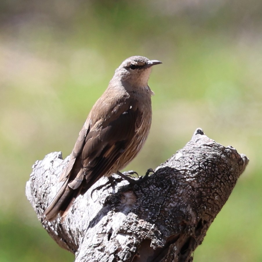 Brown Treecreeper - Chris Chapman