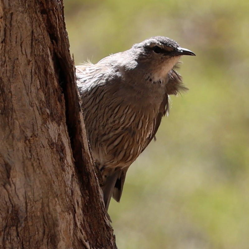 Brown Treecreeper - ML614845680