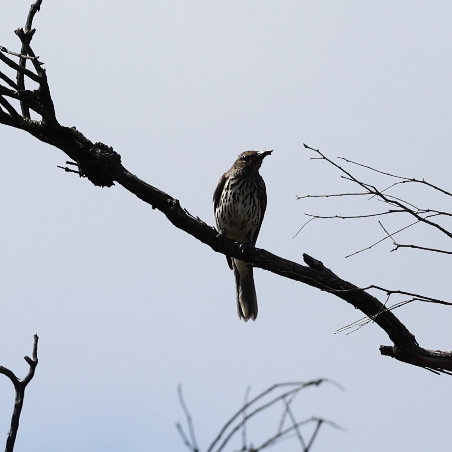 Olive-backed Oriole - ML614845688