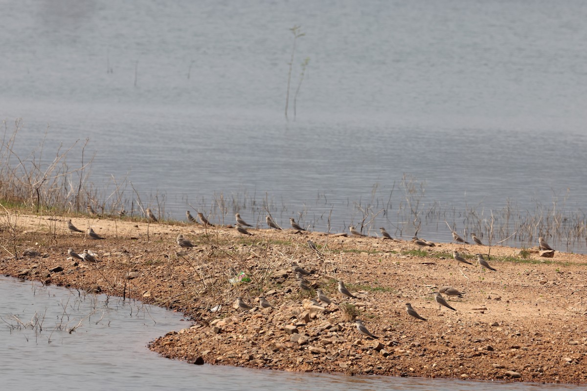 Small Pratincole - ML614845724