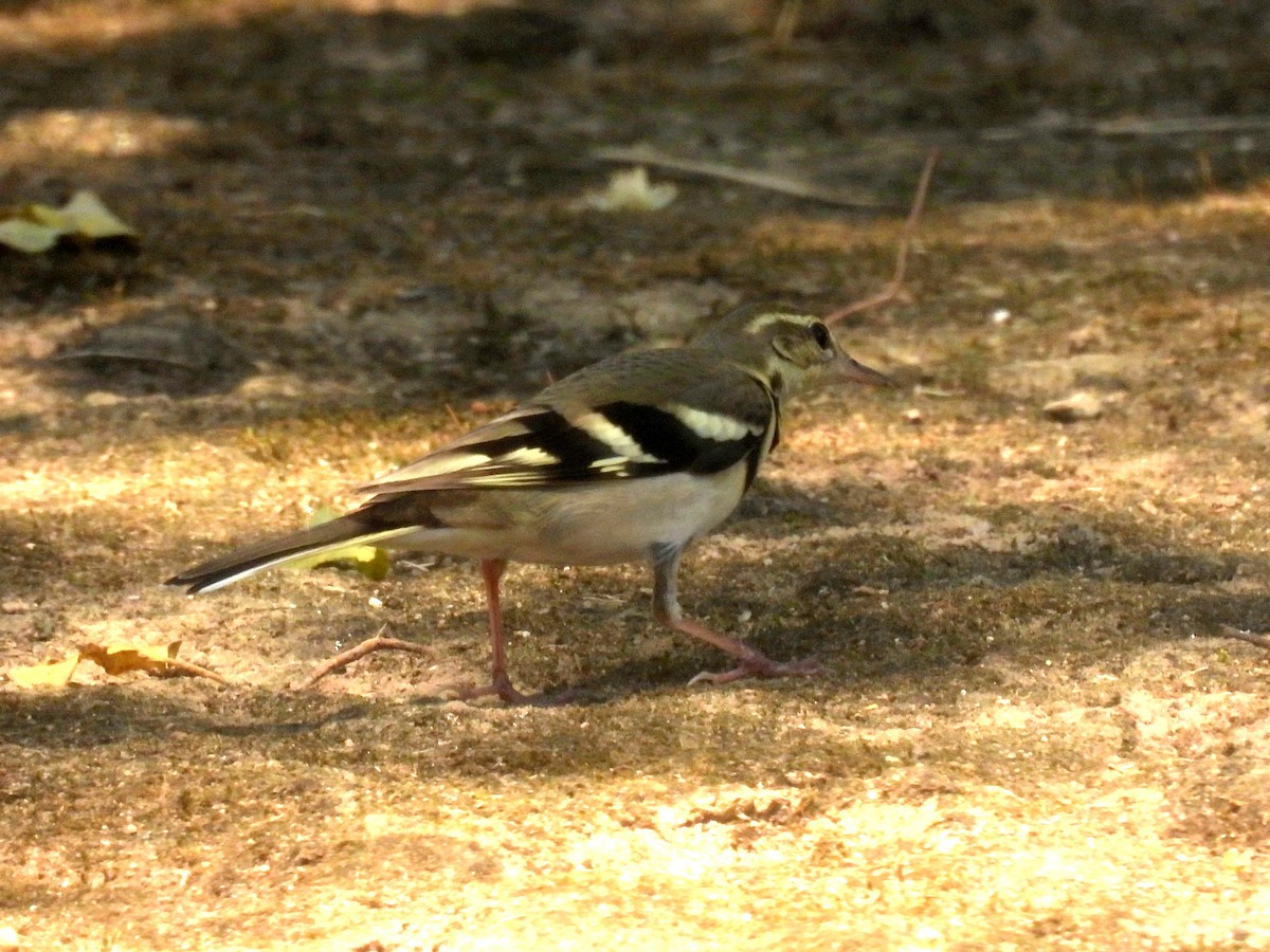 Forest Wagtail - John Sandve