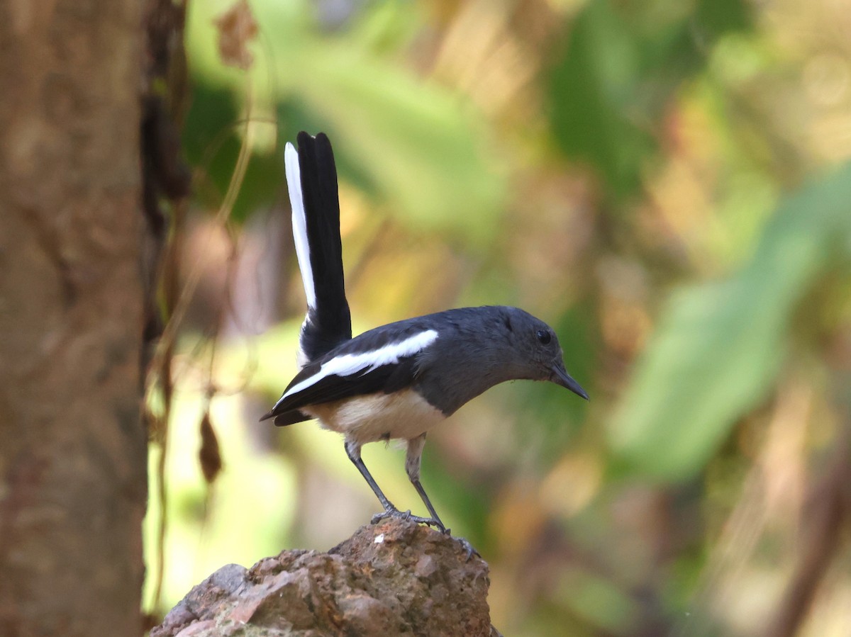 Oriental Magpie-Robin - ML614845774