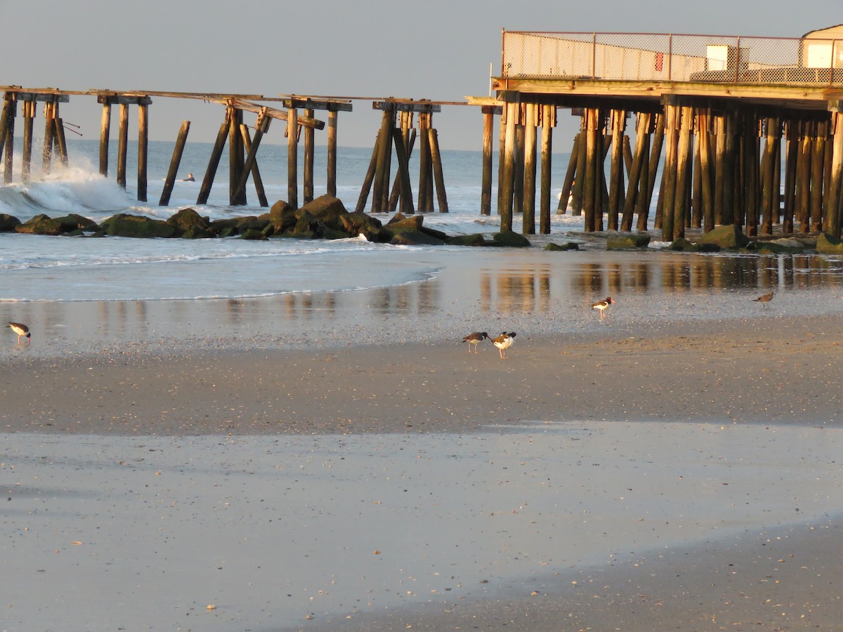 American Oystercatcher - ML614845801