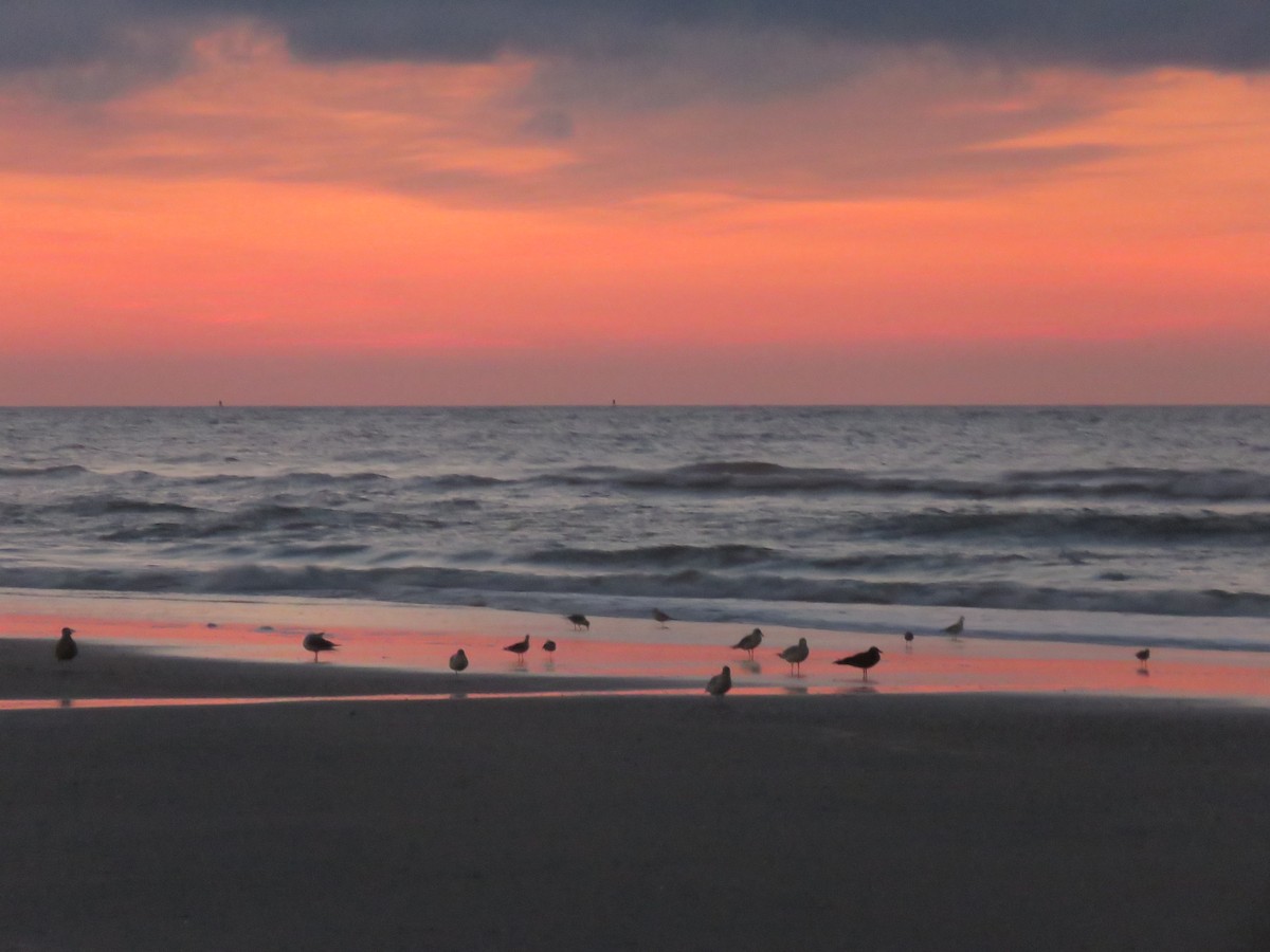 shorebird sp. - ML614845829