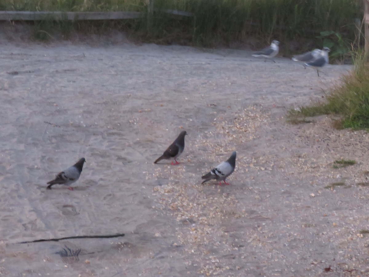 Rock Pigeon (Feral Pigeon) - ML614845832
