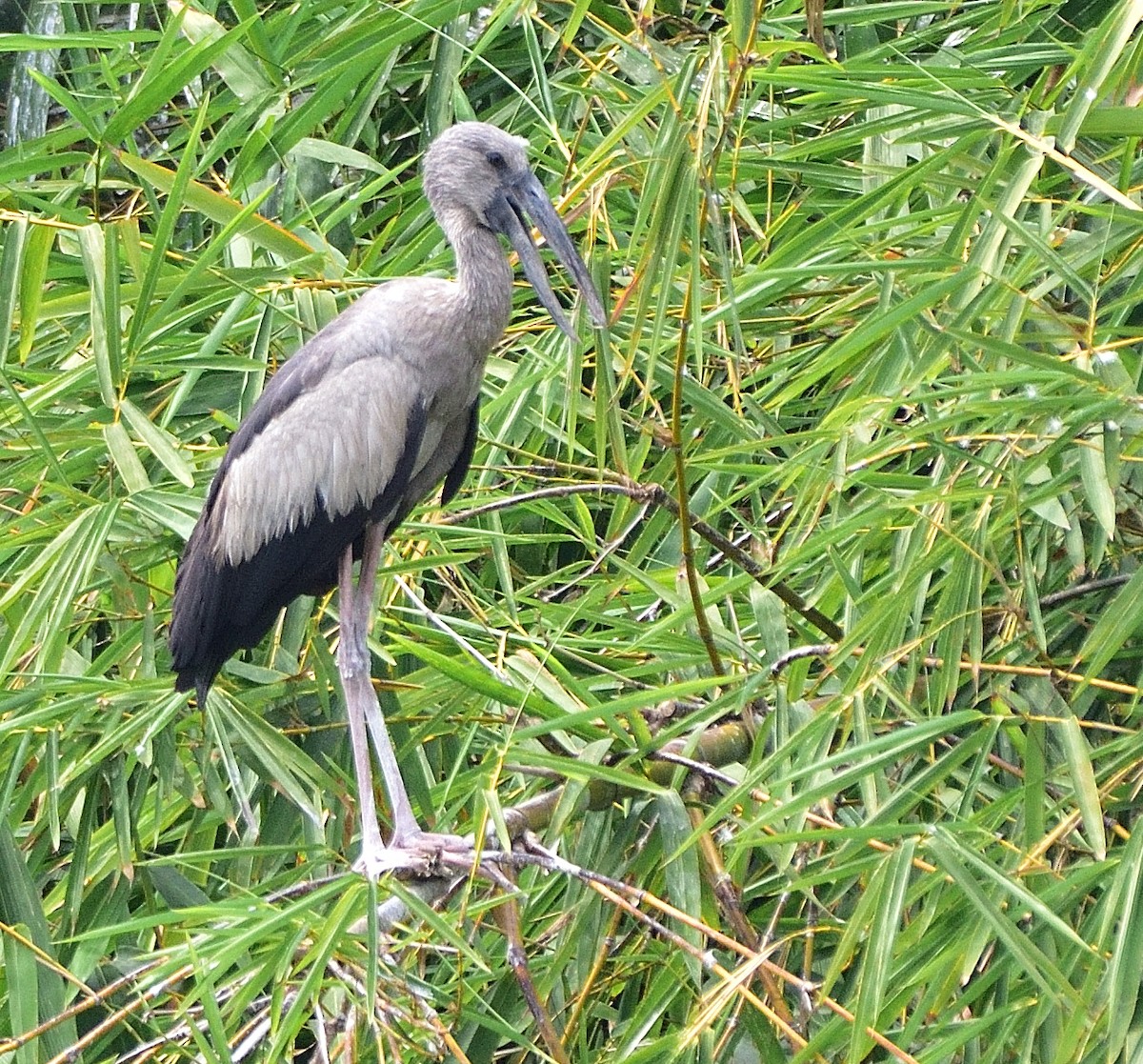 Asian Openbill - ML614845839