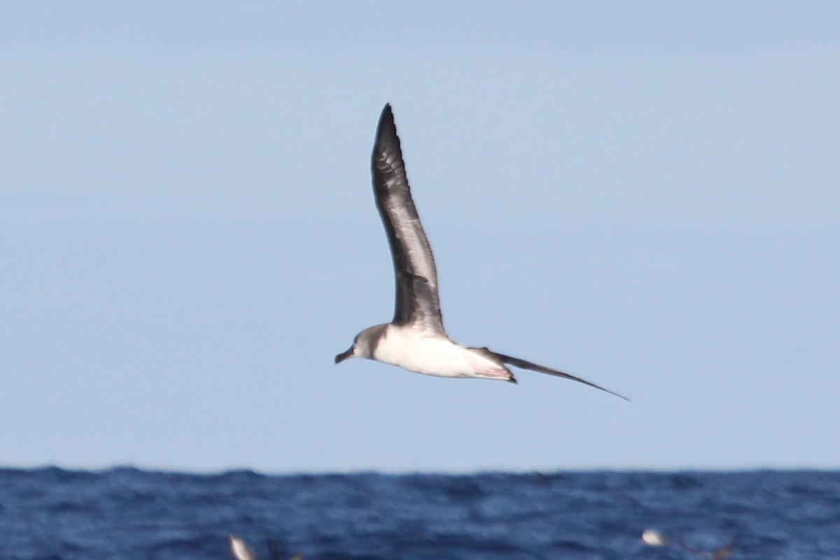 Gray-headed Albatross - ML614845876