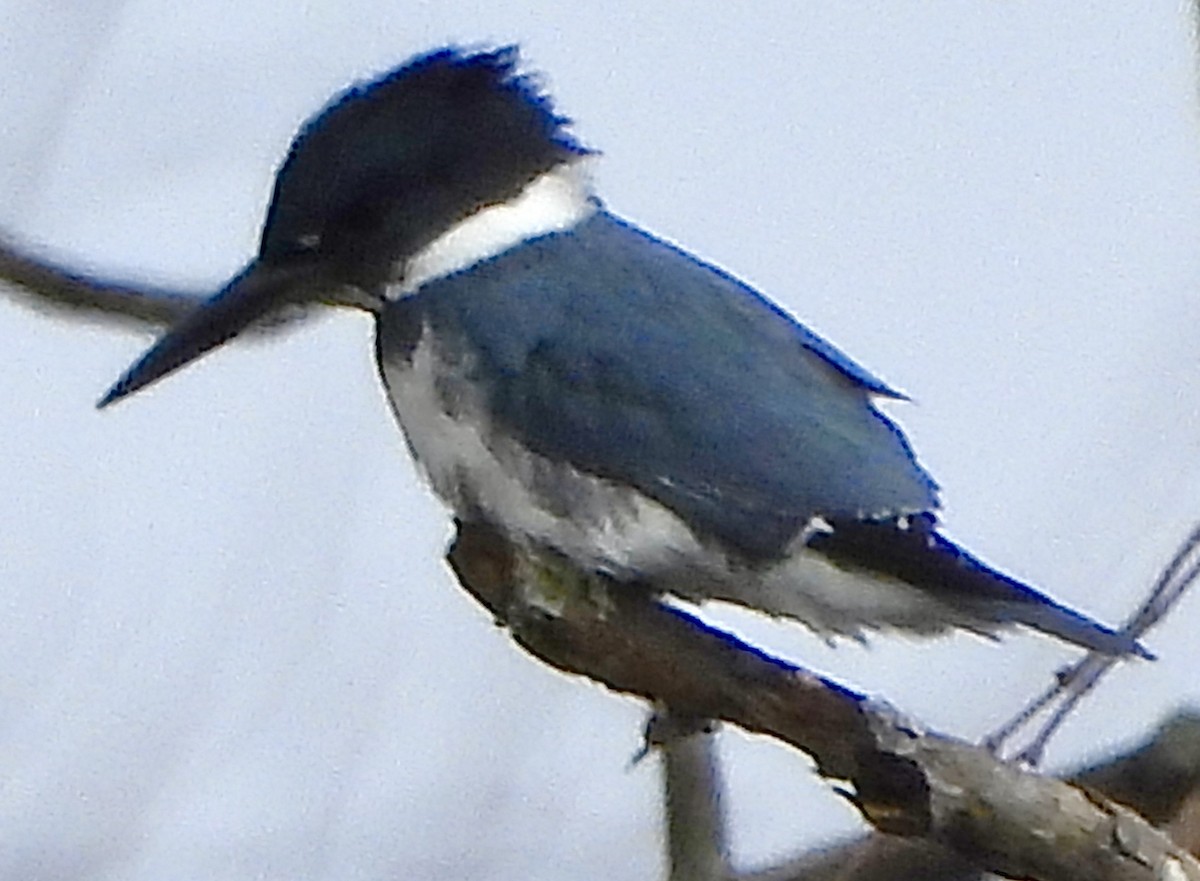 Belted Kingfisher - ML614845893