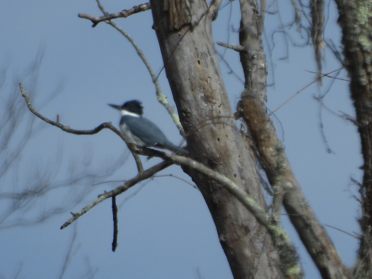 Belted Kingfisher - ML614845894