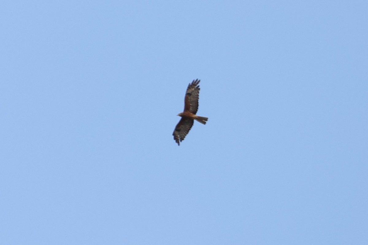 Square-tailed Kite - Kylie-Anne Cramsie